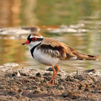 Black-fronted Dotterel